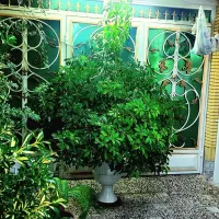 گلدان بزرگ شیفلر سرحال و زیبا