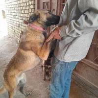 فروش سگ مالینویز دوعدد نر|سگ|مبارکه, |دیوار