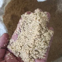 کنجد ارده ، روغن ، قهوه ای ، سفید ، نانوایی