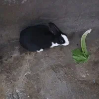 خرگوش ماده فروشی  قیمت توافقی