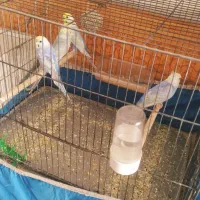 مرغ عشق رینبو