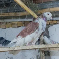 تعدادی کبوتر پرشی|پرنده|زید آباد, |دیوار