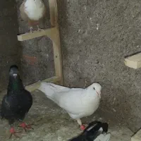 چپ سیاه وسفید|پرنده|نیشابور, دربقاضی|دیوار