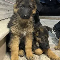 واگذاری توله ژرمن ۳ ماه