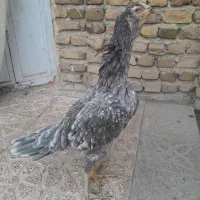 مرغ لاری نژاد اصل