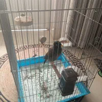 فروش مرغ مینا سخنگو