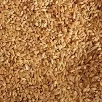 گندم|عمده‌فروشی|ایلام, |دیوار