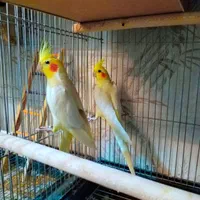 فروش انواع عروس هلندی عمده و تکی|پرنده|یزد, |دیوار