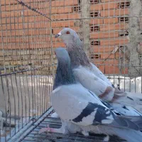 کبوتر ۱۰تاشهرستانی یهودی پلنگ ۸تا تزئینی ۴چادری|پرنده|بومهن, |دیوار