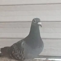 کبوتر. فروشی.   گرفتنی