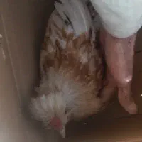 ۱ع‌‌جوجهخروس‌دونژاده،ازنژادلهستنانی‌مفت‌مفهت