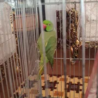 طوطی ملنگو نر