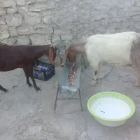 دوعدد بزنجدی آبستن دوقلو زا