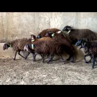 بره ماده قزل افشار و افشار همو