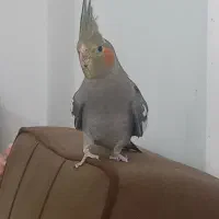 عروس هلندی اهلی جفت