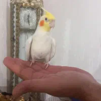 عروس هلندی زیبا وجوان وخونگرم قشنگ|پرنده|زنجان, |دیوار