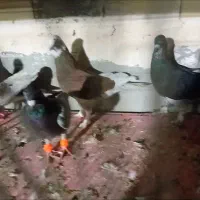 سلام ۵تاکفتر پرشی هم جفتگاه همه له ظمانت
