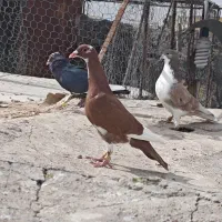 گلی پلنگ نر