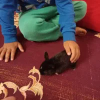 بچه خر گوش زرنگ سالم. م قشلاق چرخلو|موش و خرگوش|رامند, |دیوار