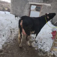 یک راس گاو|حیوانات|مراغه, |دیوار