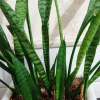 سانسوریا|گل و گیاه طبیعی|قم, نیروگاه|دیوار