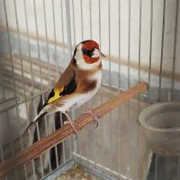 سهره نر شرور ذات دار تازه صاف