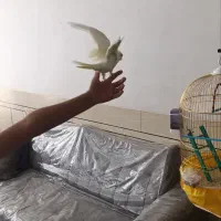 عروس هلندی لو تینو|پرنده|نجفآباد, یزدانشهر|دیوار