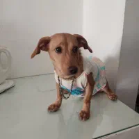 فروش پت ۶ماهه دختر،|سگ|مشهد, سجاد شهر|دیوار