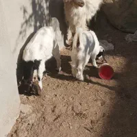 بز با دو کره ماده|حیوانات مزرعه|کرمان, |دیوار