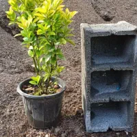 فروش شمشادطلایی یاس هلندی لاوسون شهرستان آمل