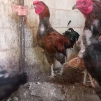 خروس|حیوانات مزرعه|اردکان, |دیوار