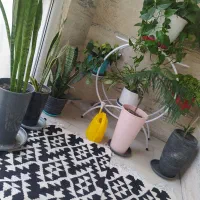 گیاه|گل و گیاه طبیعی|تهران, کوهک|دیوار