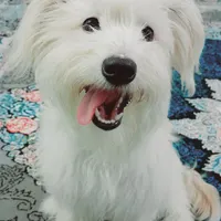 سگ گمشده
