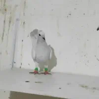 نروماده پاکستانی کاکلی کرمونی|پرنده|فرح دشت, |دیوار