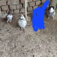 کفتر|پرنده|سلطانیه, |دیوار