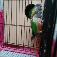 پرنده طوطی گرینچیک