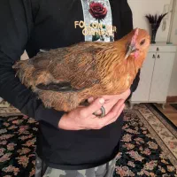 مرغ خروس|حیوانات مزرعه|کرج, آق تپه|دیوار