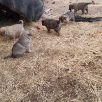 توله سگ های سرابی اصل|سگ|تاکستان, |دیوار