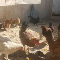 تعدادی مرغ و خروس رسمی اصل|حیوانات مزرعه|قم, شهرک امام حسین|دیوار