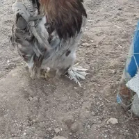 دو عدد خروس سلطان درجه یک بفروش میرسد