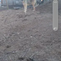 سگ سرابی نگهبانی