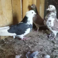 سه عدد کبوتر