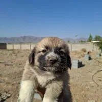 توله تریر اسکاتلندی|سگ|کاشمر, |دیوار