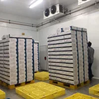 ۴۴فرو/ش۹۱۹۱سردخانه۹۱۹۱ جهت نگهدار/ی و منجمد کردن