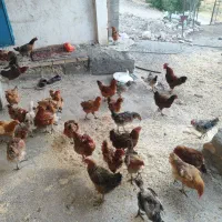 مرغ و خروس و جوجه