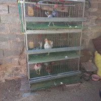 قفس همراه با مرغ و خروس|پرنده|رفسنجان, |دیوار