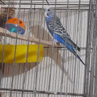 یه جفت مرغ عشق زیبا و مولد