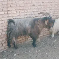 چبش داشتی 4ساله|حیوانات مزرعه|فسا, |دیوار