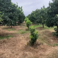 برنج هاشمی درجه یک