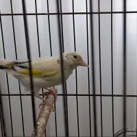 سهره‌ماده|پرنده|تهران, شهمیرزادی|دیوار